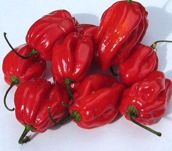 Habanero pepper