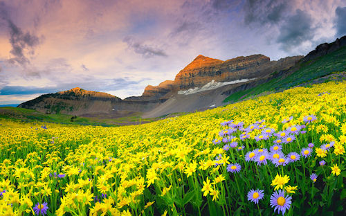 Flores silvestres - Timpanogos Wildflowers by Dan Ransom