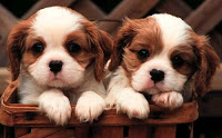 Two white and golden color puppies wallpapers