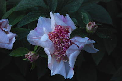 Paeonia 'Do Tell'