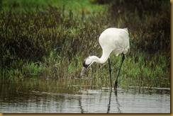 Whooping Cranes Whooping Cranes