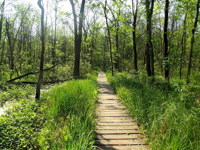 Marshy Trail - Dune State Park 