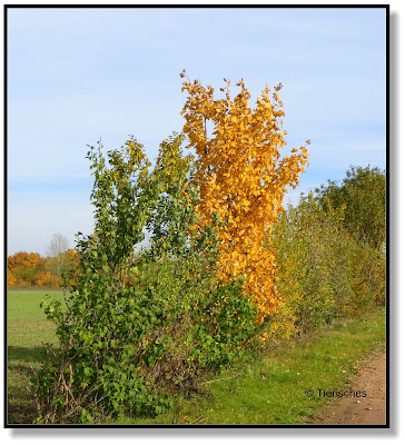 Herbstspaziergang