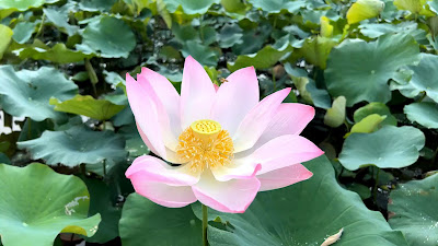 Appearance of Lotus plant