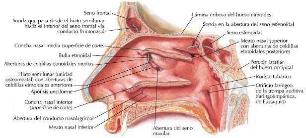 nasal meatus