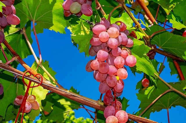 فوائد العنب الأحمر Red grapes