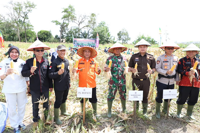 Tiga Bulan Ditanam, Jagung Muba Tumbuh Subur dan Berkualitas