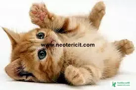 Cute Cute Cat Pictures - Cat Pictures Download 2023 - biraler pic - NeotericIT.com Image no 18
