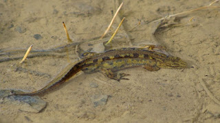 Lissotriton montandoni male DSC51093