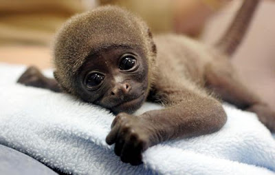 Baby Monkeys Video Gallery Photo