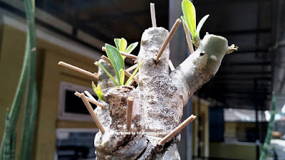 Pemangkasan Adenium agar berbunga banyak