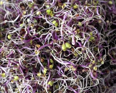 Ensalada de brotes de lombarda