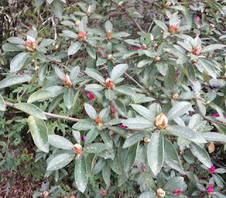 azalea buds