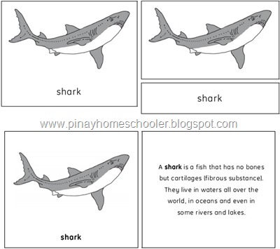 The Shark Preview