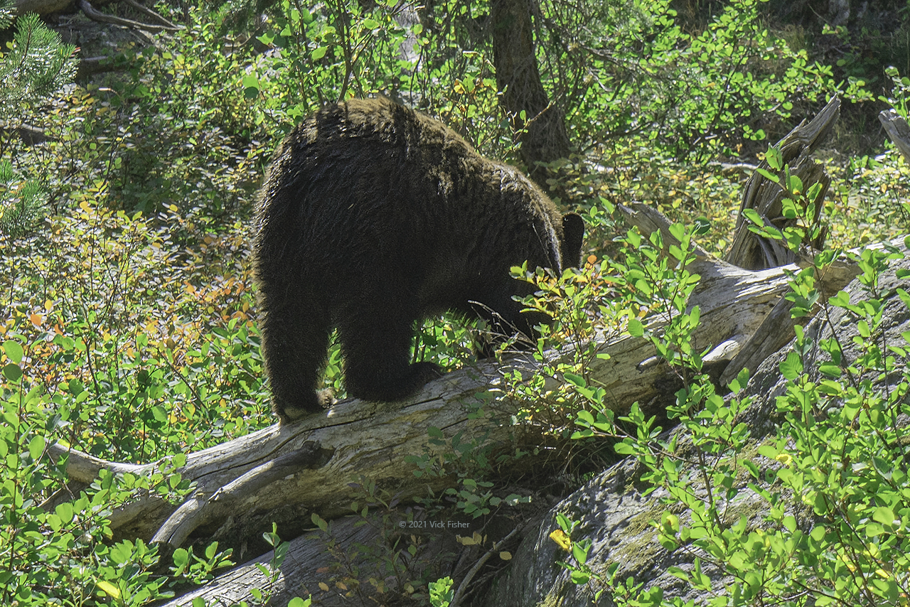 Grand Tetons Black Bear Butt Copyright Vick Fisher 2021