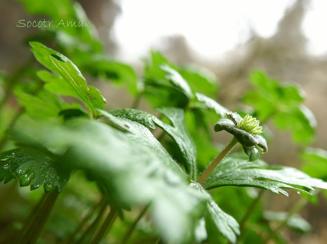 Anemone flaccida