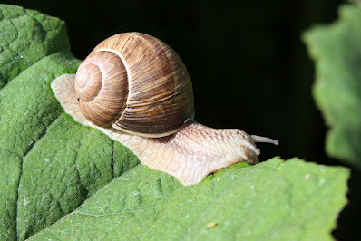 Gewone Wijngaardslak - Wyngertslak - Helix pomatia