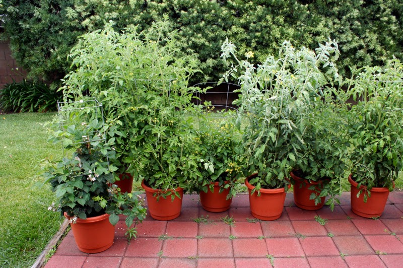 Natural and organic Container Gardening - Easy to grow plants in ...