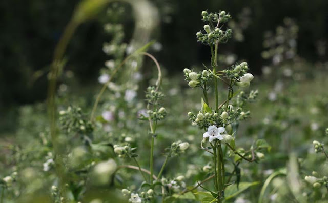 Foxglove Beardtongue Flowers Pictures