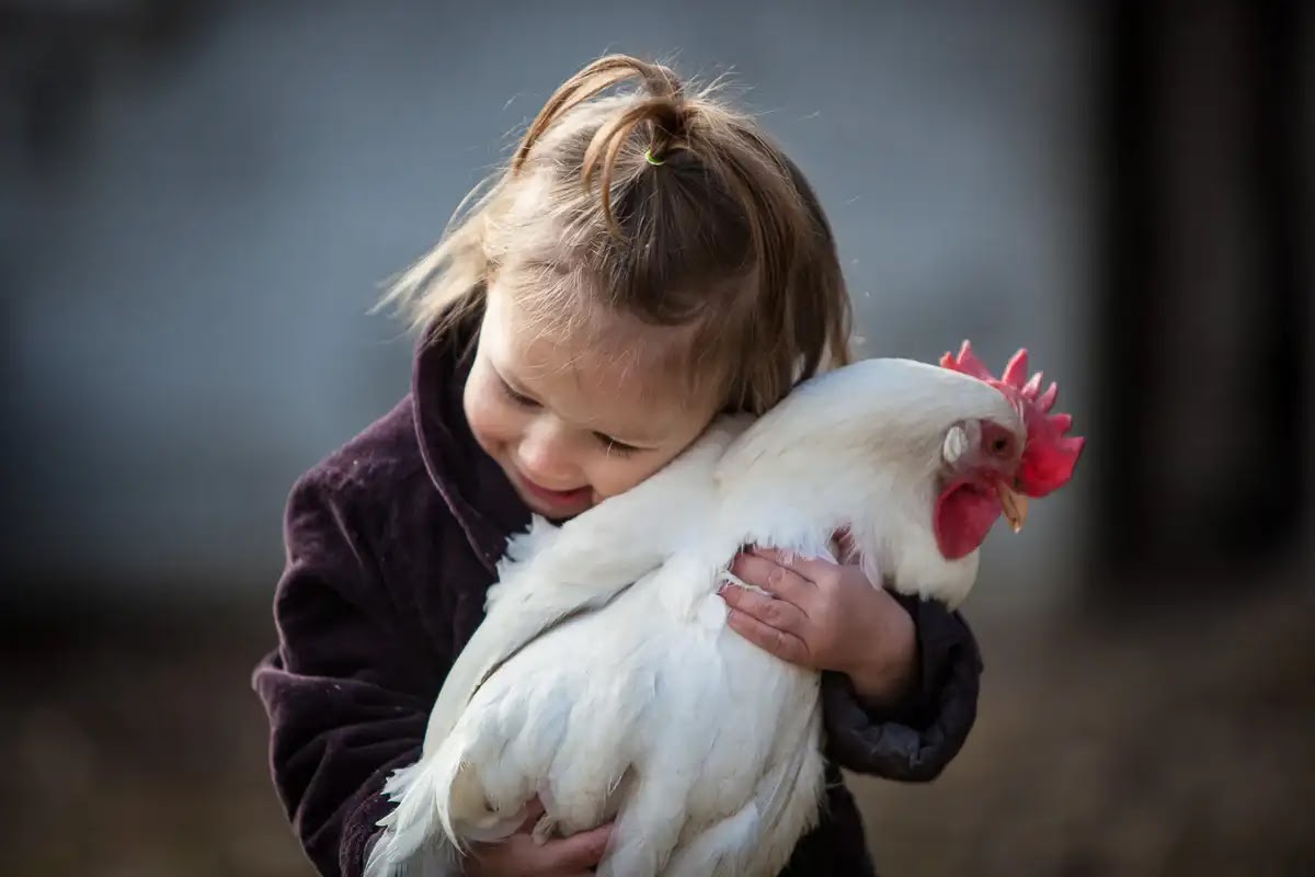 Cara Mengobati Ayam Lemas dan Tidak Mau Makan