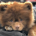 POMERANIAN DOG GETS THE LAST LAUGH AFTER OWNER DECIDES TO ABANDON IT IN A SHELTER