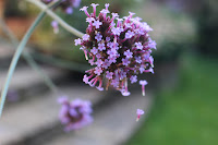 Flower 'parachutes' from Verbena bonariensis