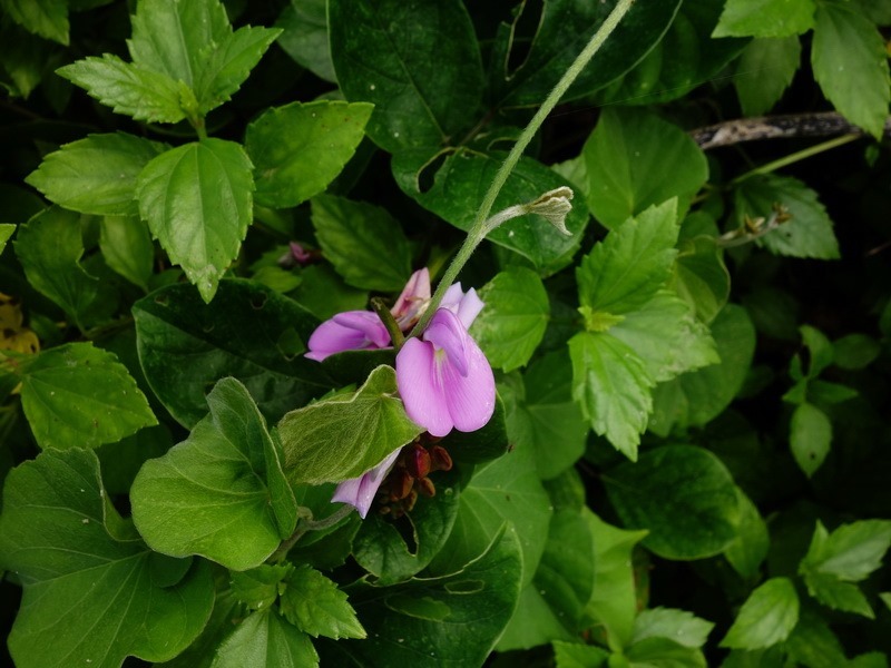 2014_0622 北方三島-彭佳嶼、棉花嶼、花瓶嶼巡禮_0152