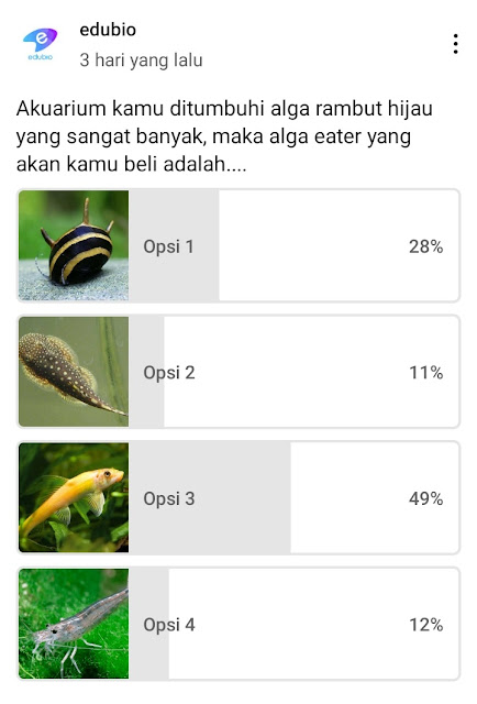 survey alga eater