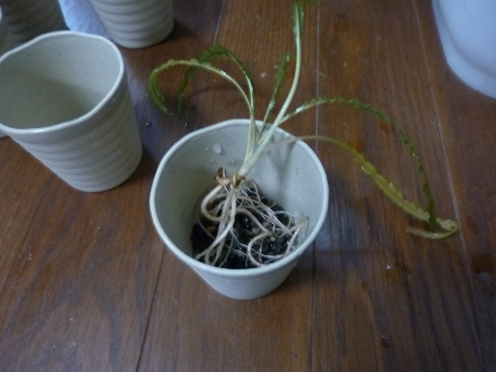 ぜいたく水草 ポット 100均 すべての美しい花の画像