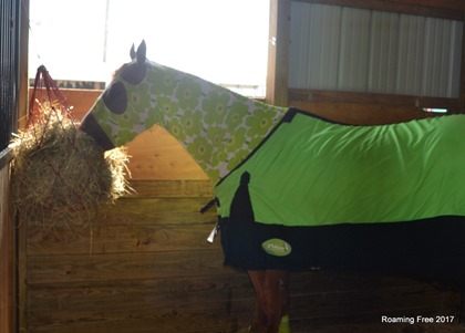 Horse in disguise?