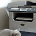 CAT AND XEROX MACHINE