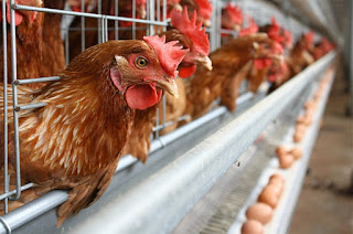 Lowongan Kerja Malaysia Peternakan Ayam petelur 2019