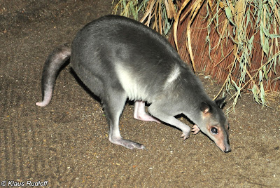 Wallaby marrón (Dorcopsis muelleri)