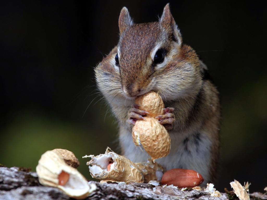 Beautiful Wallpapers: squirrels wallpaper