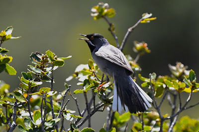 Ruppells-wabrler-singing