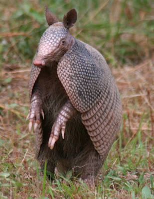 Funny Armadillos