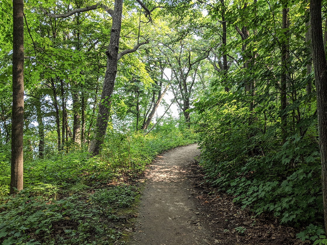 dirt footpath through dense woods