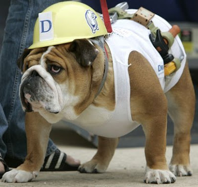 over and finally my award goes to construction worker dog