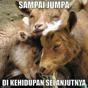 Kumpulan Meme dan Gambar Kocak Hewan Qurban yang Mengundang Tawa Terbaru  Kumpulan Meme dan Gambar Kocak Hewan Qurban yang Mengundang Tawa Terbaru 2018 