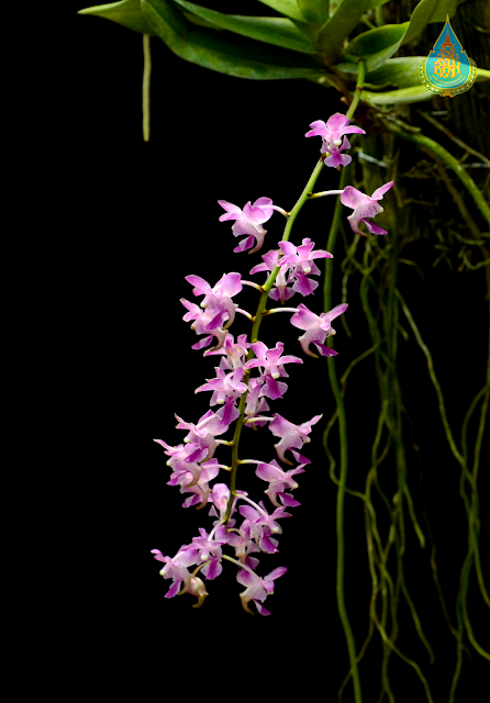 กล้วยไม้ป่า เอื้องกุหลาบแดง ออกดอกช่วงเดือนไหน? ลักษณะ Aerides crassifolia