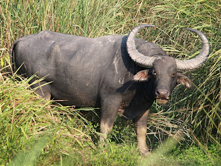 Wild Water Buffalo from Kaziranga National Park