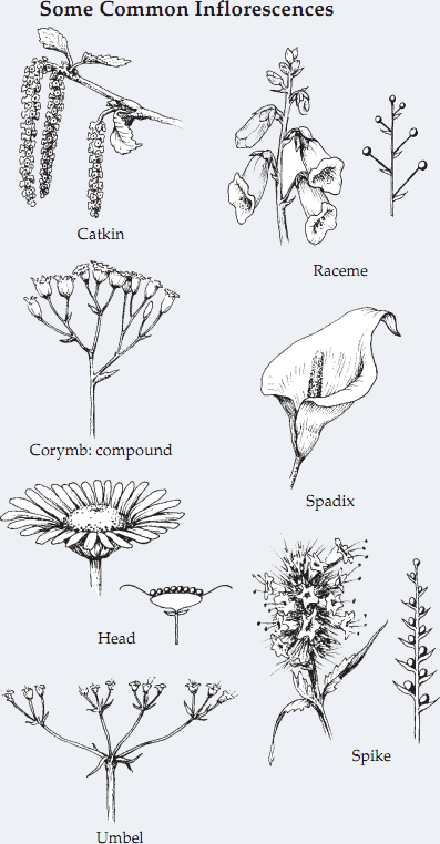 common inflorescence