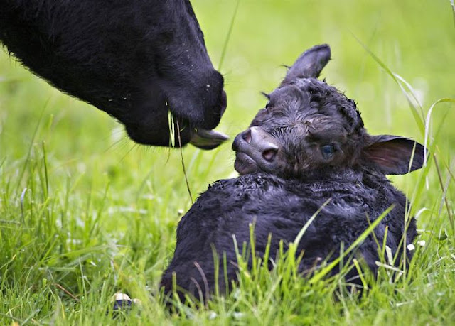 Animals With Babies | Baby Animals