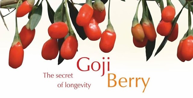 GojiBerry, Si Merah yang Kaya Manfaat