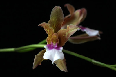 Miltonia russelliana care and culture