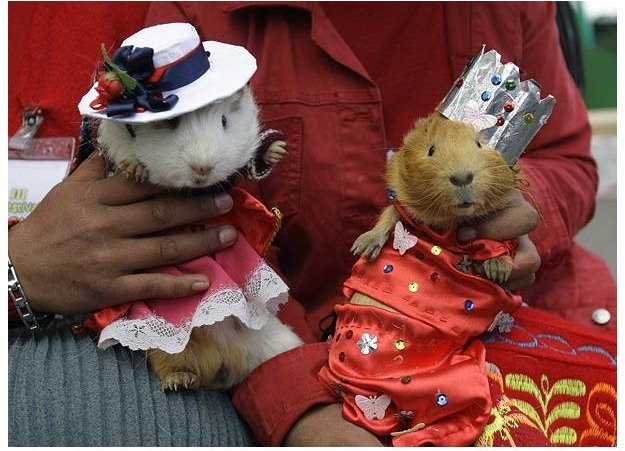 guinea-pig-festival (8)