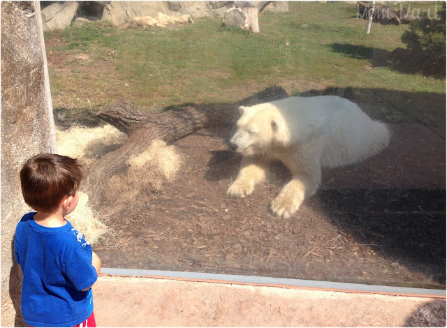 Brookfield Zoo Polar Bear Talk Time