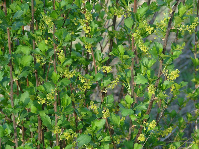 Смородина двуиглая (Ribes diacantha)