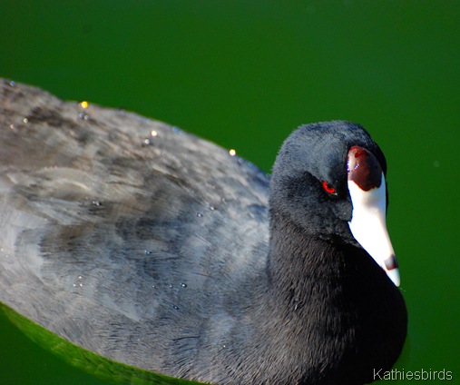 26. coot-kab