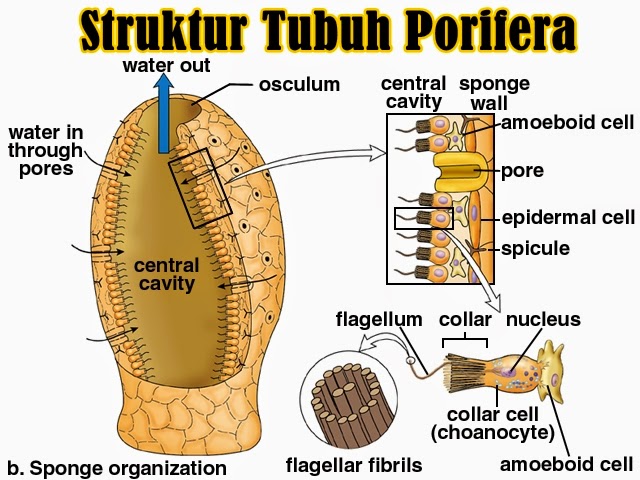 Filum Porifera: Struktur Tubuh, Sistem Reproduksi 